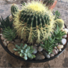 Small Barrel Cactus Indoor - Image 4
