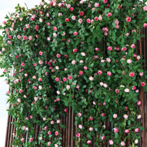 Artificial Rose Flower Vine Garland for Ceiling, Balcony, Wall and Event Decoration SKU: SINO-0031