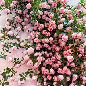 Faux Rose Flower Vine Garland – Artificial Hanging Silk Flower Rattan, Decorative Climbing Plant for Ceiling, Balcony, Wedding Backdrop, AC Pipe & Wall Decoration  SKU: SINO-0030